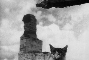 Mačky zachránili obliehaný Leningrad pred hlodavcami