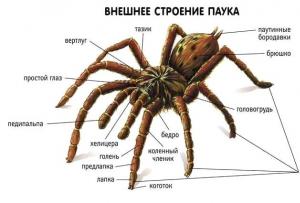 Trieda pavúkovcov alebo pavúkovcov (arachnida)