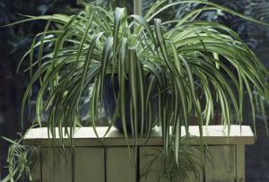Kas klorofüüti on võimalik majas hoida Chlorophytum märke kodus hoida